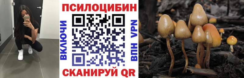 Купить закладки  Кувшиново  Галлюциногенные грибы Cubensis 